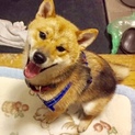 柴犬 の子犬 里親様募集中