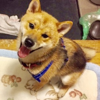 柴犬 の子犬 里親様募集中