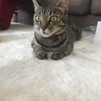 ドラ