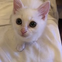 ★ ひとなつこい美少年　白猫子猫 ジュニア君　