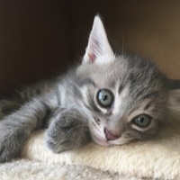 モフ