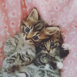 ふくねこや 里親会   サムネイル1