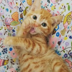 ふくねこや 里親会 サムネイル1