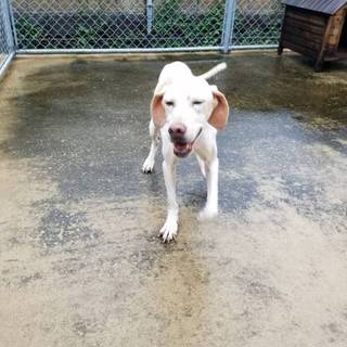 愛情を知らない女の子です！家族に迎えて下さい！