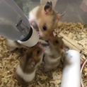 ゴールデンハムスター 生後1ヶ月半 1匹