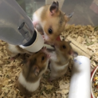 ゴールデンハムスター 生後1ヶ月半 1匹