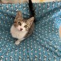 尻尾の長いキジ白の男のこ