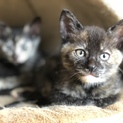 子猫 兄妹