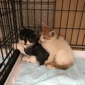 子猫2匹の家族になって下さいませんか？