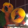 ナナイロメキシコインコのハピちゃん&ナナちゃん❤️