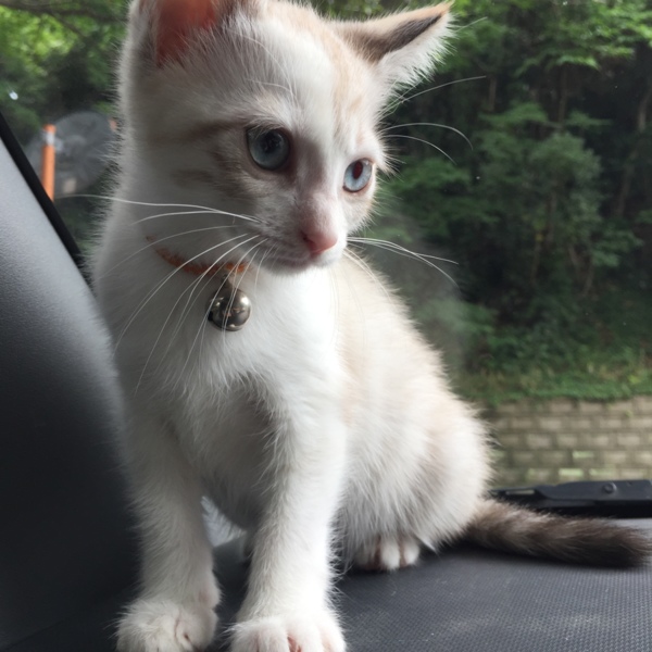 青い目の白三毛猫 くもちゃん」福岡県 - 猫の里親募集(265143