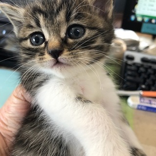 元気なキジ白の女の子