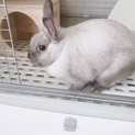 撫でてもらうのが大好きなうさちゃん