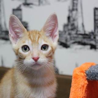 茶トラ・茶白・サビ  ★４兄妹★