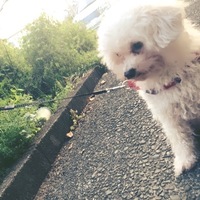 かい