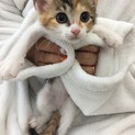 美形の甘えん坊♀三毛トトコちゃん