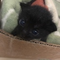 子猫