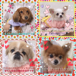 非営利動物保護団体ととのん『ととのんハウス』