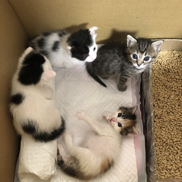 約生後1ヶ月の子猫ちゃんです。