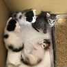 約生後1ヶ月の子猫ちゃんです。