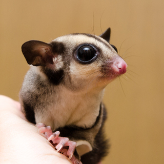 フクロモモンガの里親募集