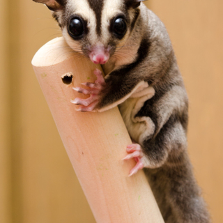 フクロモモンガの里親募集2