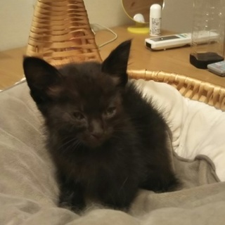 ひかれそうになっていた子猫