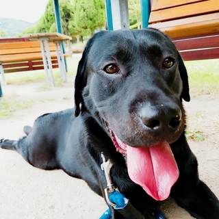 ナツ　たくさん遊んでくれるご主人募集