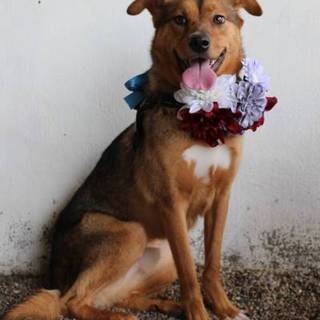 <里親様決定> 甘えたモンスター　蓮君