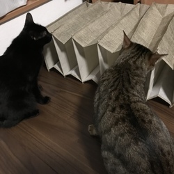 なかよし