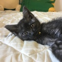 子猫を引き取ってくださる方募集