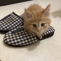 テト