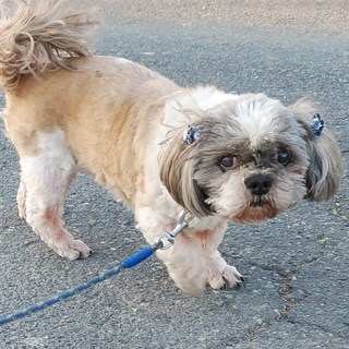 大人しくておっとりシーズーのオス。