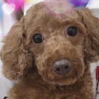 リリ