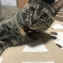 臆病ですが甘えん坊なこです！！