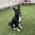 【お話中です】犬と遊ぶな大好き、活発な女の子  