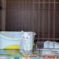 白い子猫