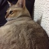 もげぞう