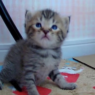 可愛いキジちまちま赤ちゃん猫達！三週齢