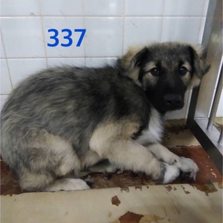 里親決定しました。