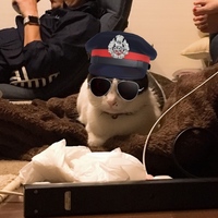 ぴゅん