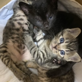 2019年5月24日生まれ　7兄弟のうちの3匹