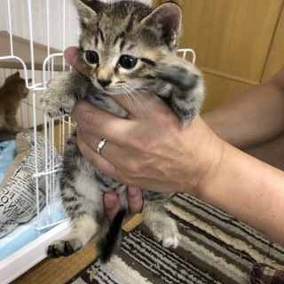 可愛いキジトラの男の子