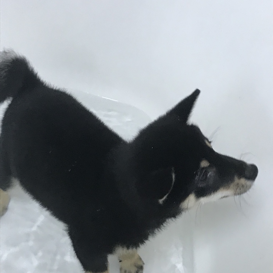 COCOのカバー写真
