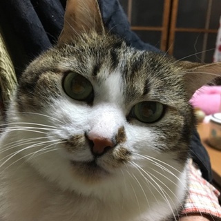 私の家族に成って