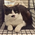猫も人も大好き！甘えん坊の女の子です☆