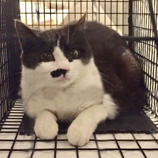 猫も人も大好き！甘えん坊の女の子です☆