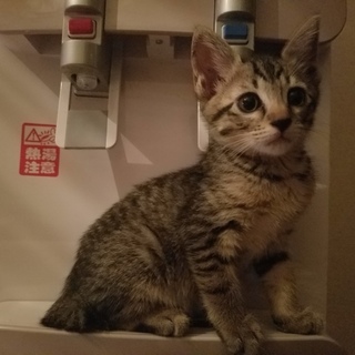 保健所保護猫 2ヶ月弱子猫里親募集