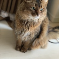 ビスケ