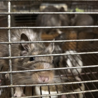 デグーオス、カイロトゲマウス里親募集